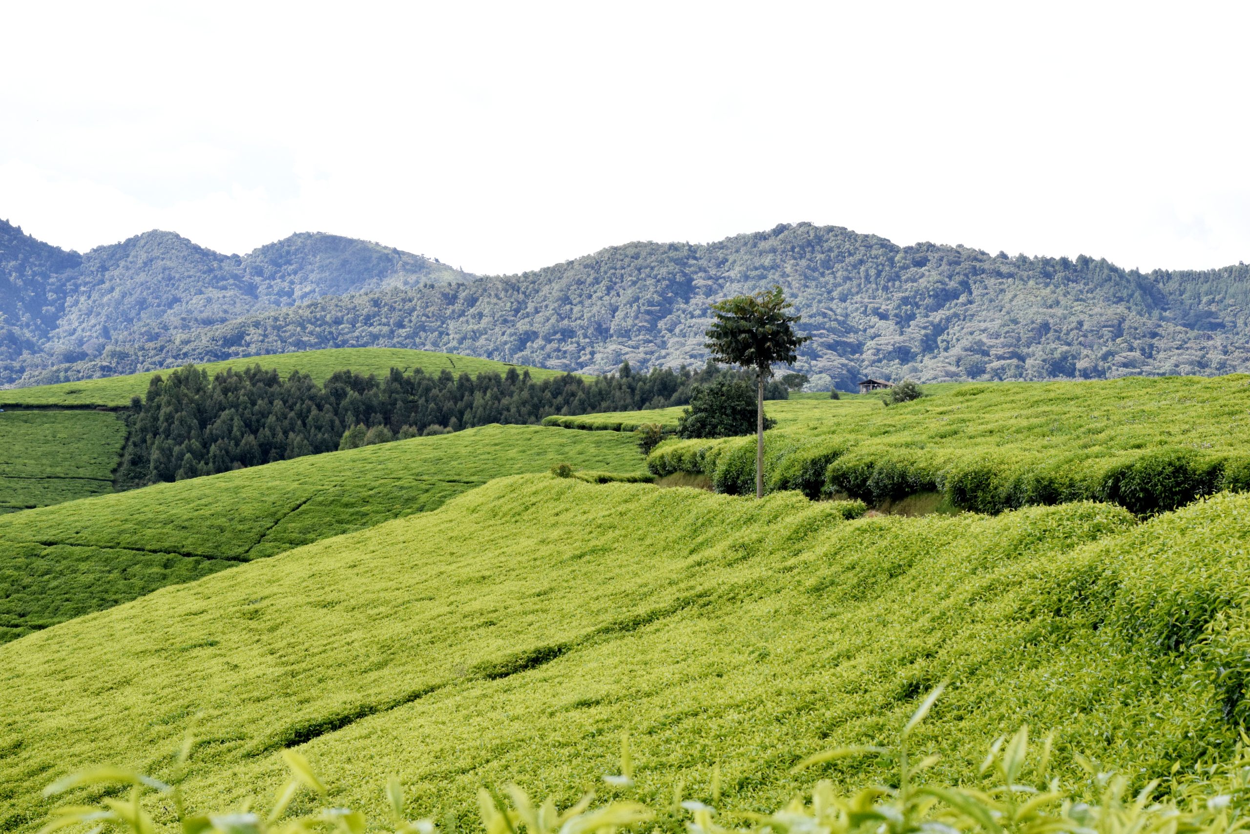 10% Off East Africa Overland Adventure Unveils a Rare 7-Day Journey Across Uganda, Rwanda & Burundi